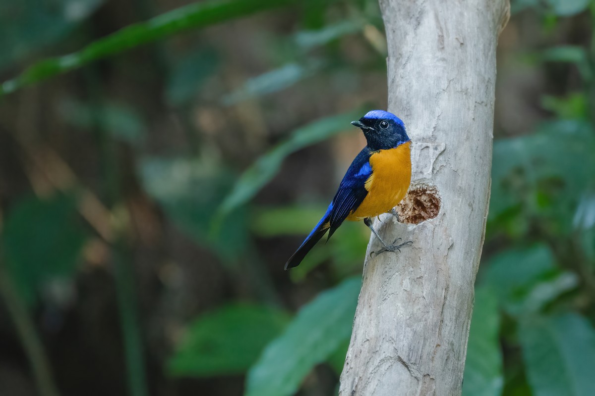 Rufous-bellied Niltava - ML645888594