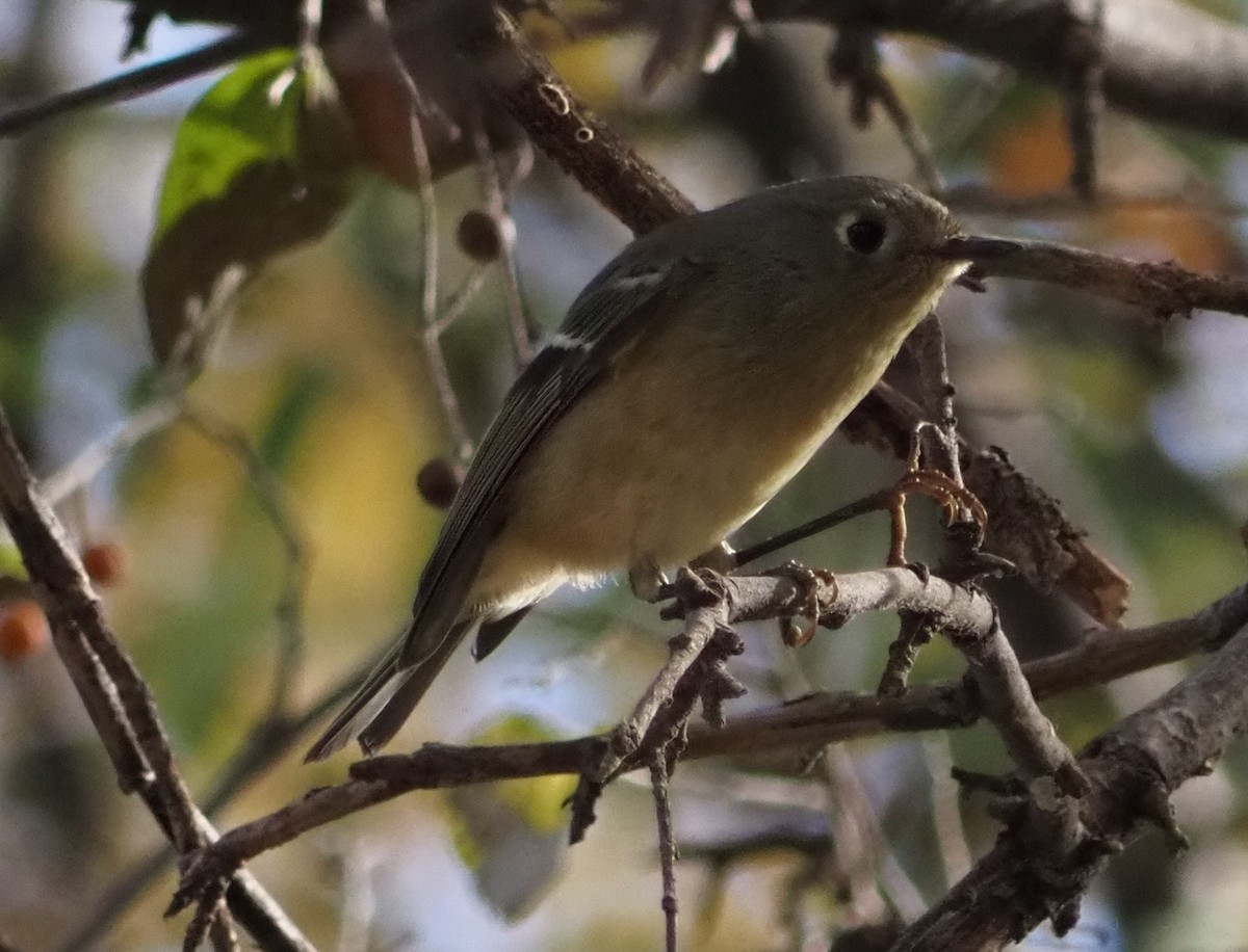 Ruby-crowned Kinglet - ML645888596