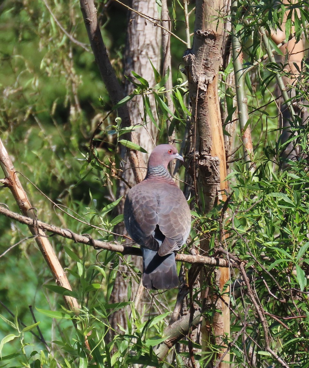 Picazuro Pigeon - ML645888604