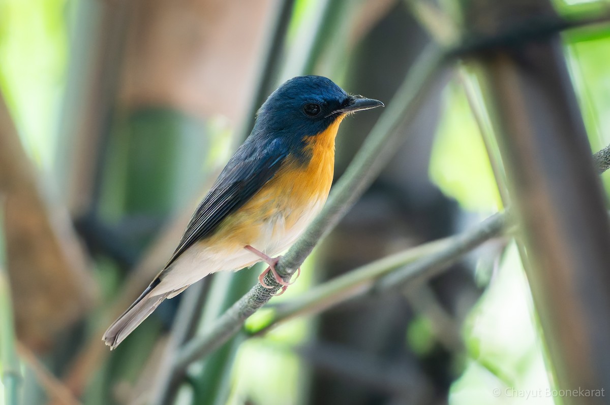 Large Blue Flycatcher - ML645888605