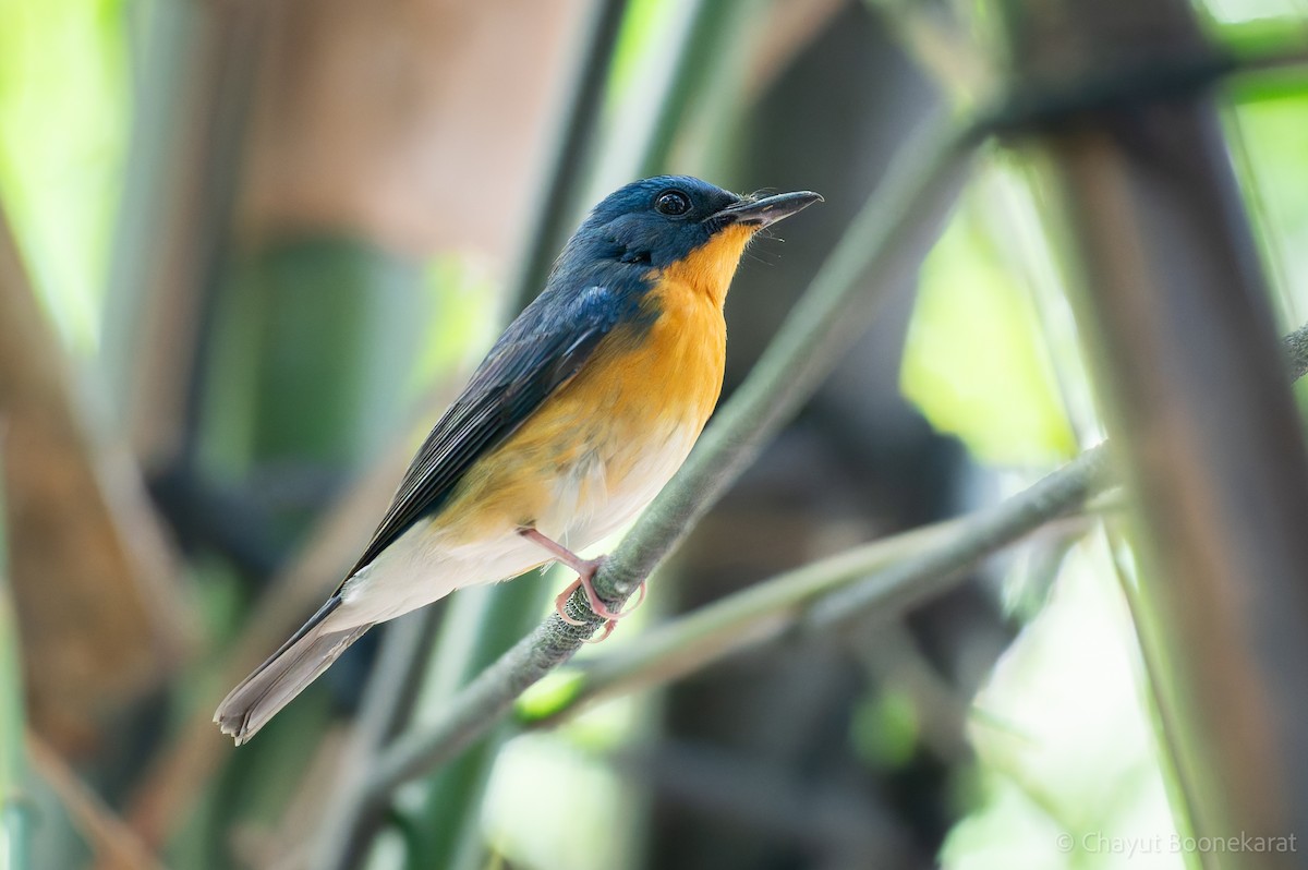 Large Blue Flycatcher - ML645888606