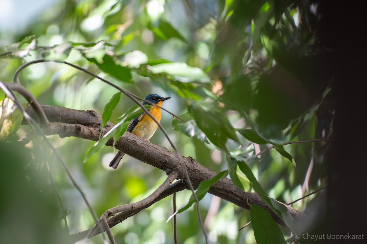 Large Blue Flycatcher - ML645888608