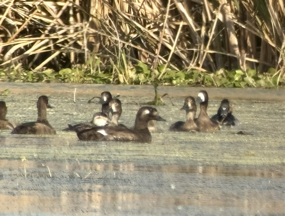 Höckersamtente - ML645888609