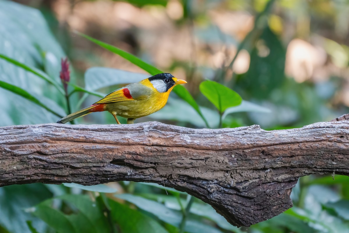 Silver-eared Mesia - ML645888610