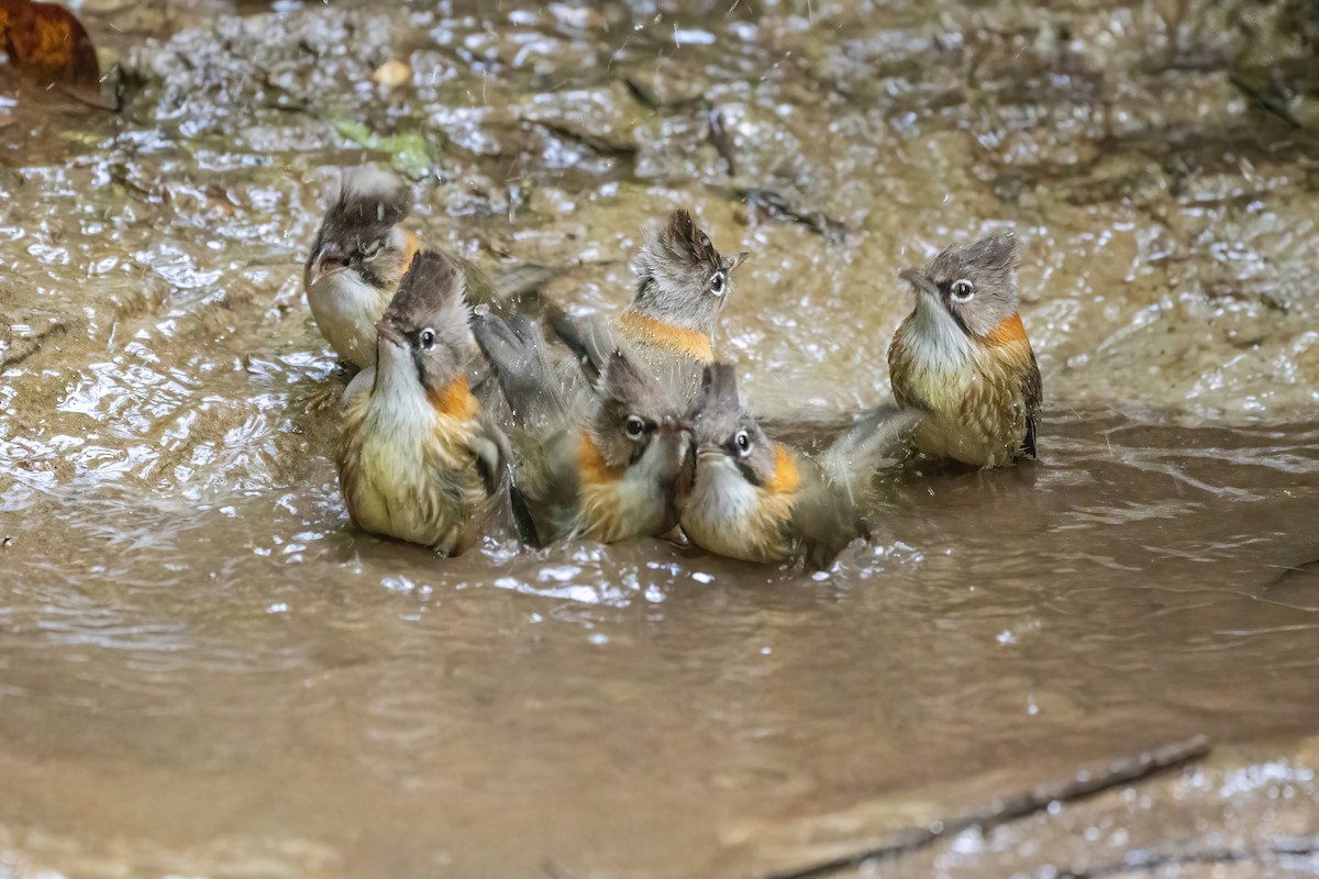 Whiskered Yuhina - ML645888620