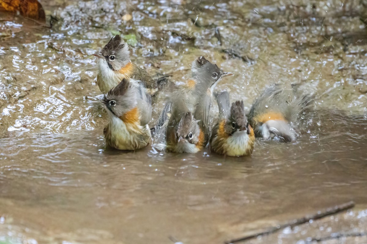 Whiskered Yuhina - ML645888621