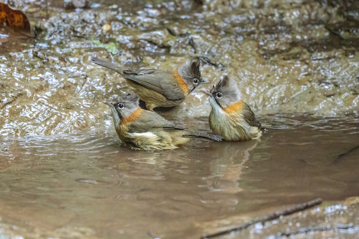 Whiskered Yuhina - ML645888622