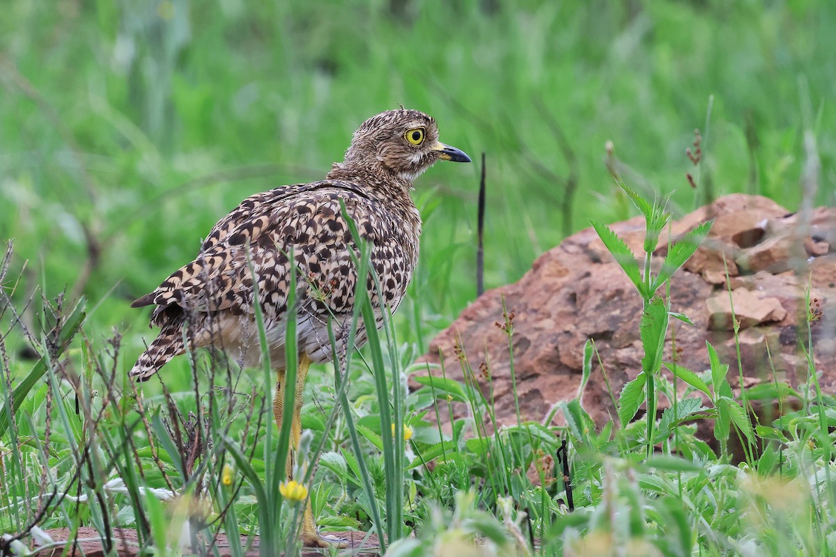 Spotted Thick-knee - ML645888628