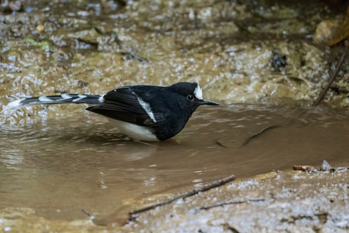 White-crowned Forktail - ML645888630
