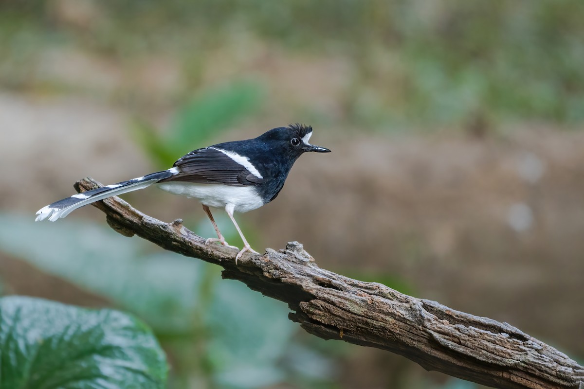 White-crowned Forktail - ML645888631