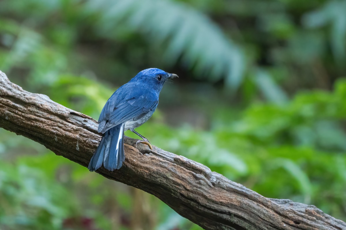 White-tailed Flycatcher - ML645888634