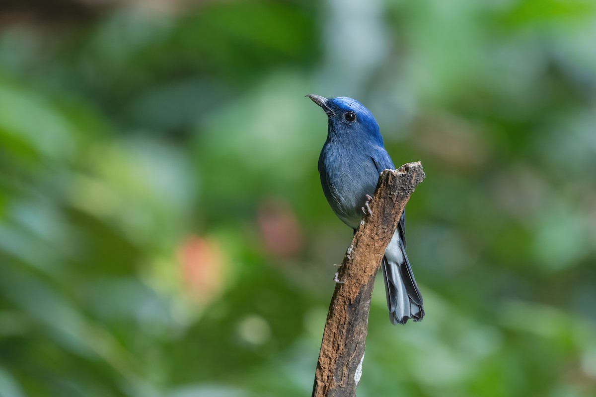 White-tailed Flycatcher - ML645888635