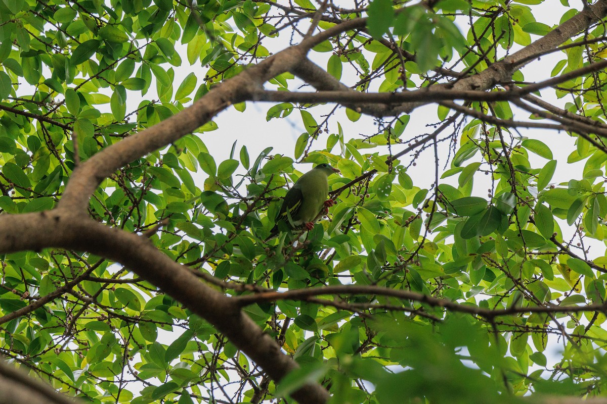 Kalın Gagalı Yeşil Güvercin [curvirostra grubu] - ML645888642