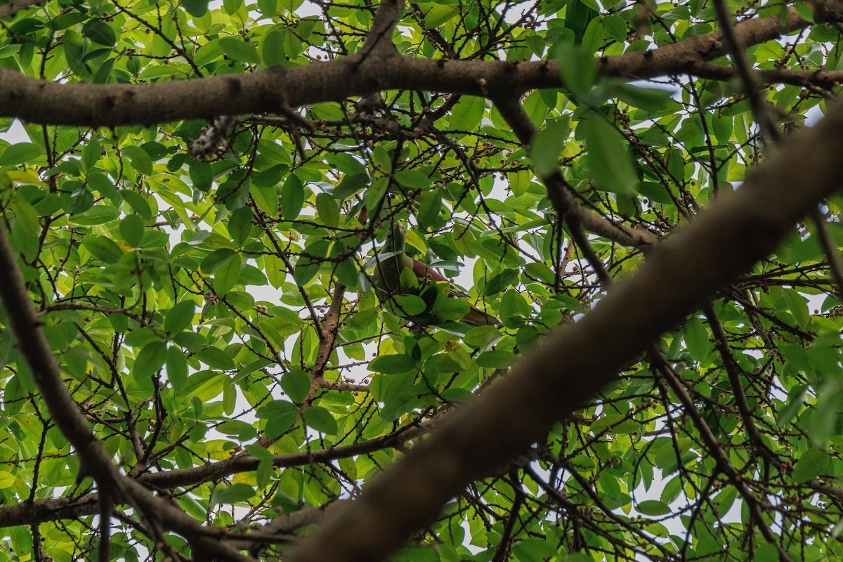 Kalın Gagalı Yeşil Güvercin [curvirostra grubu] - ML645888645