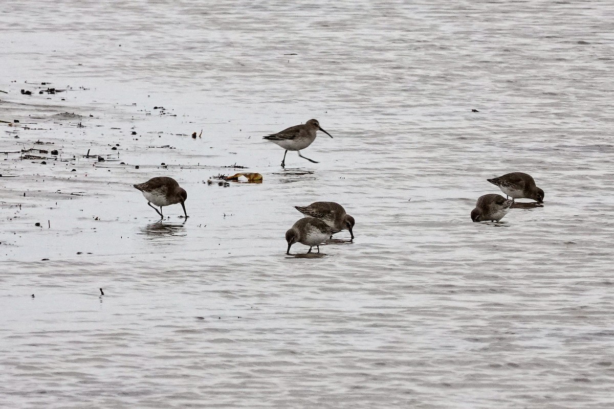 Dunlin - ML645888654