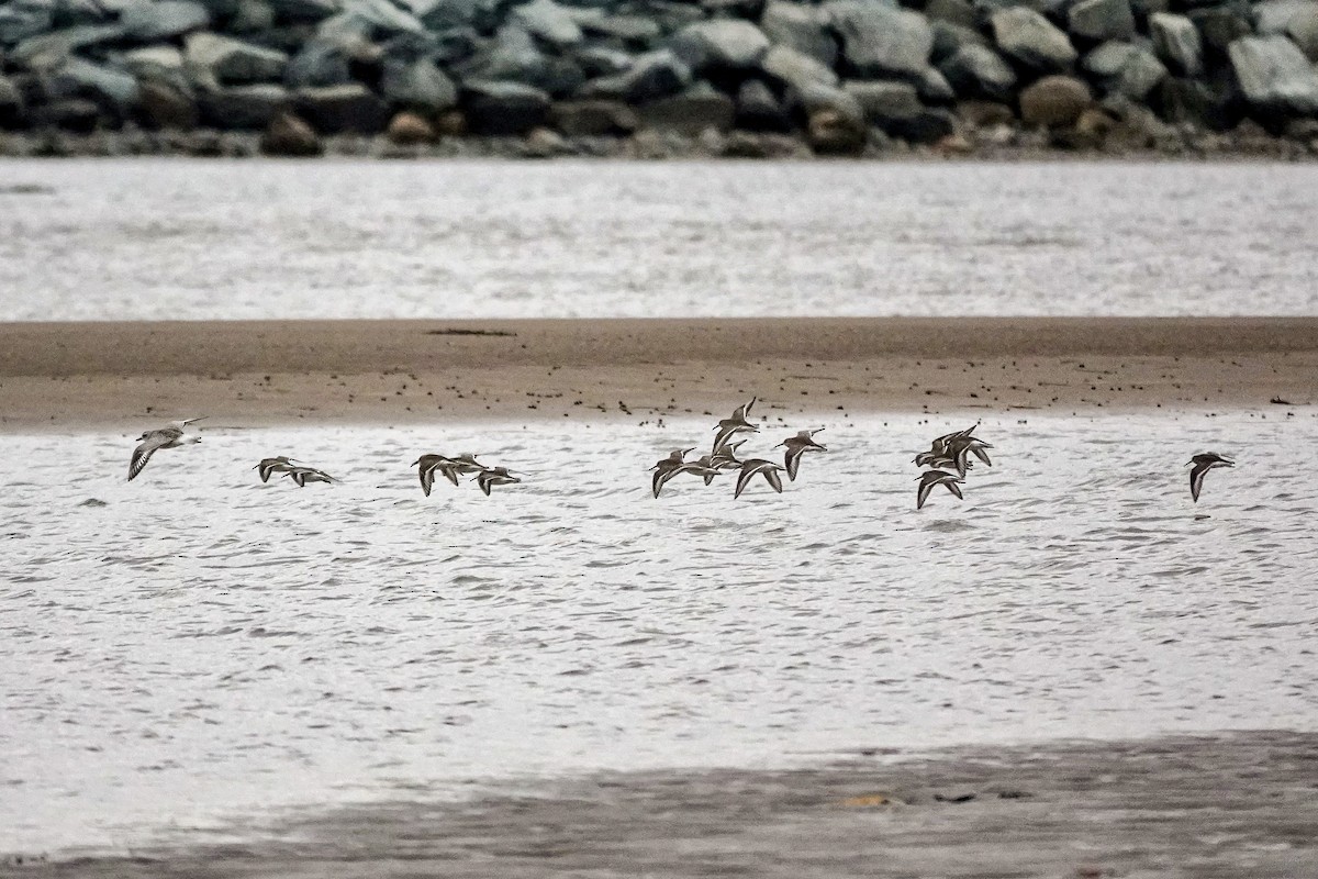 Dunlin - ML645888655