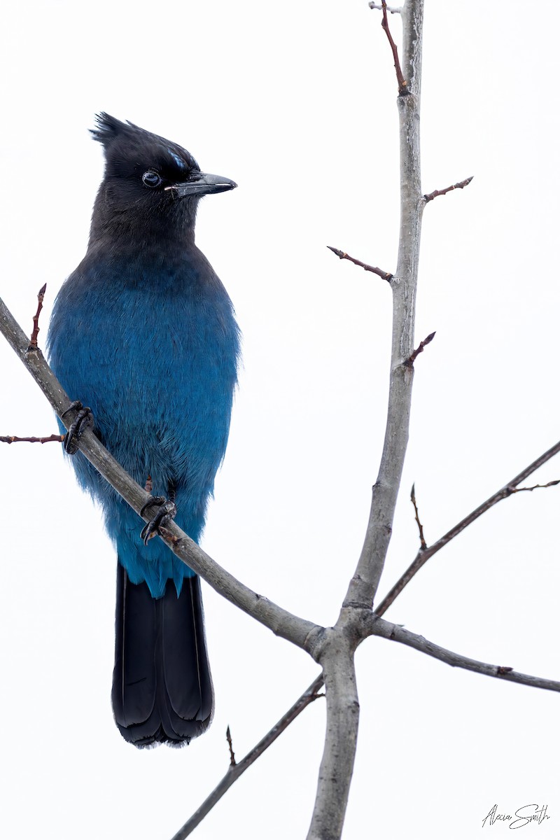 Chara de Steller - ML645888657