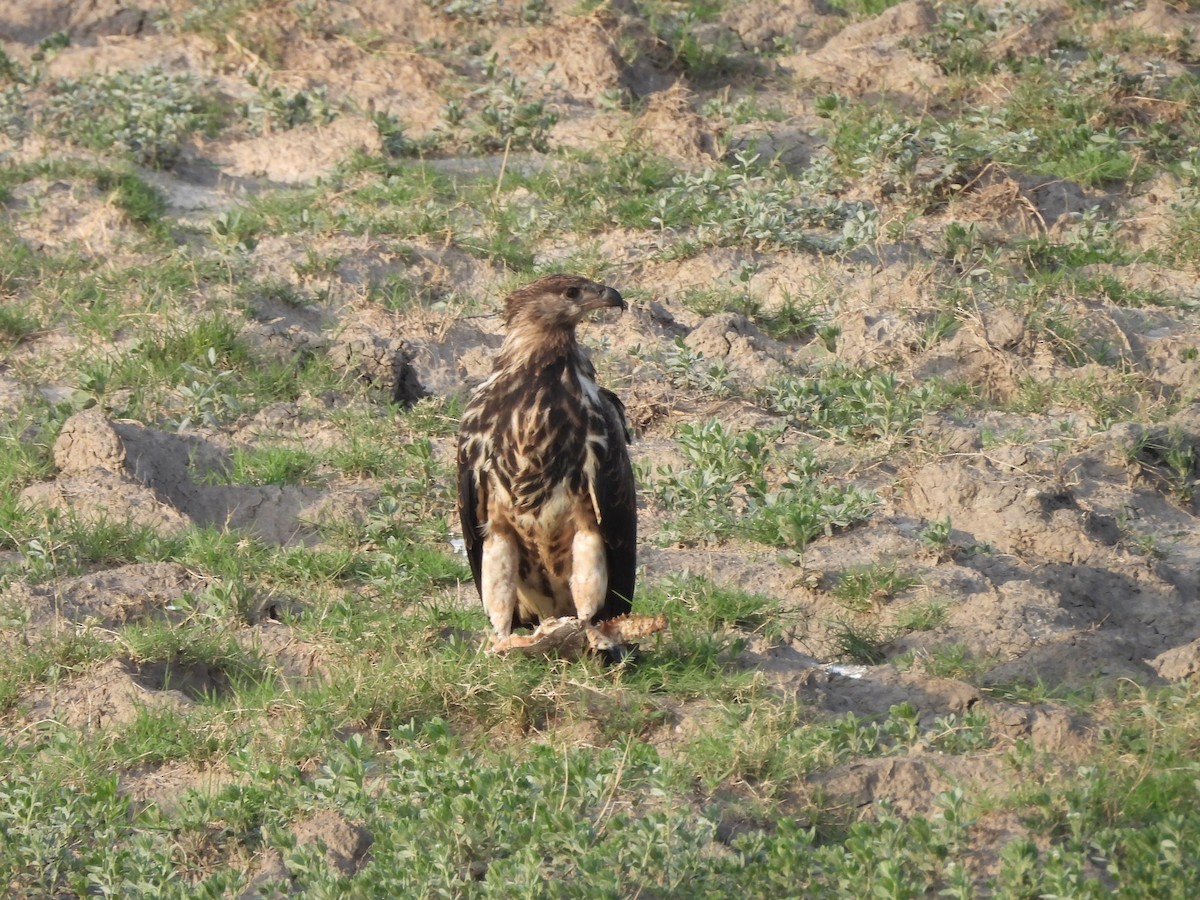 flodørn - ML645888661