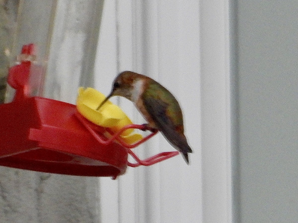 Rufous Hummingbird - ML645888662