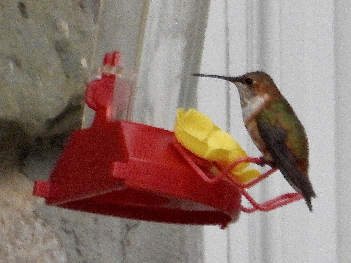 Rufous Hummingbird - ML645888663