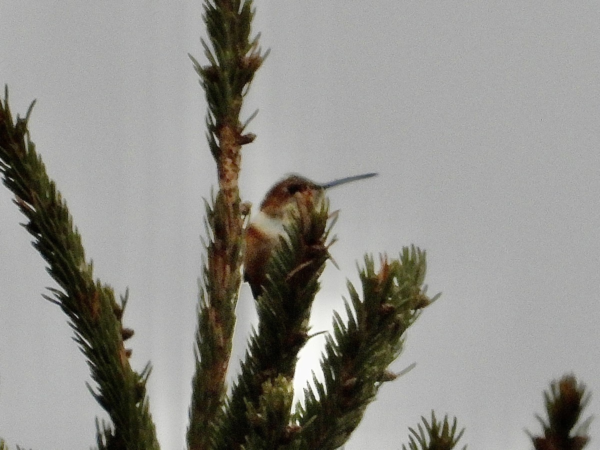 Rufous Hummingbird - ML645888664