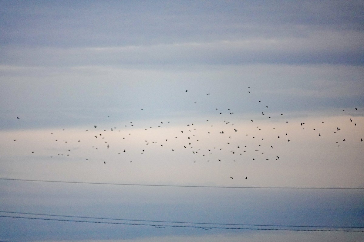 Snow Bunting - ML645888665