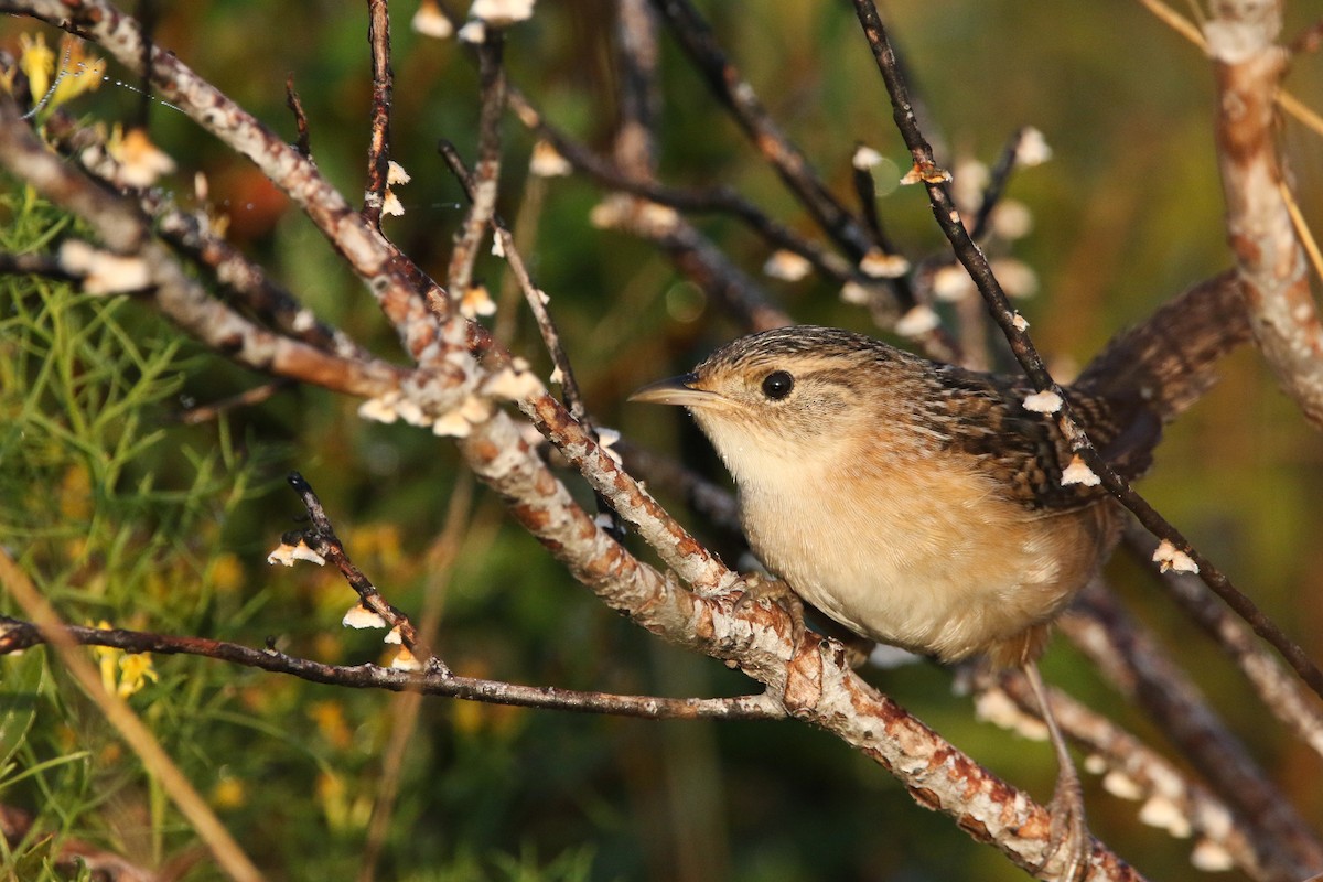 Sedge Wren - ML645888673