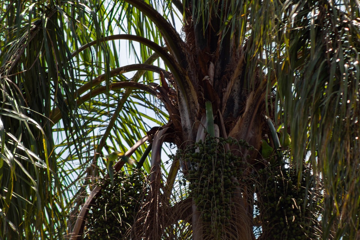 Yellow-chevroned Parakeet - ML645888676