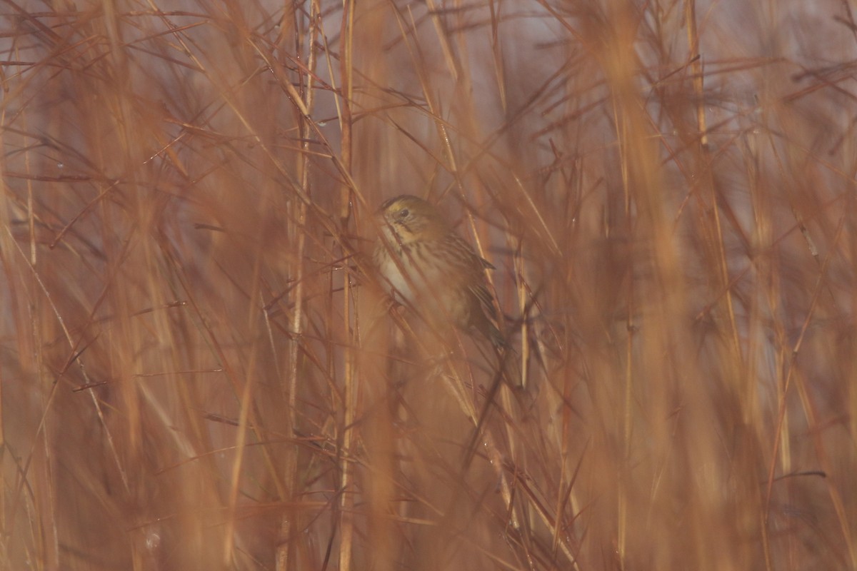 Henslow's Sparrow - ML645888681