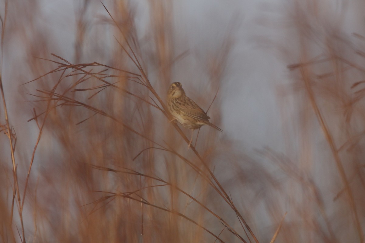 Henslow's Sparrow - ML645888682