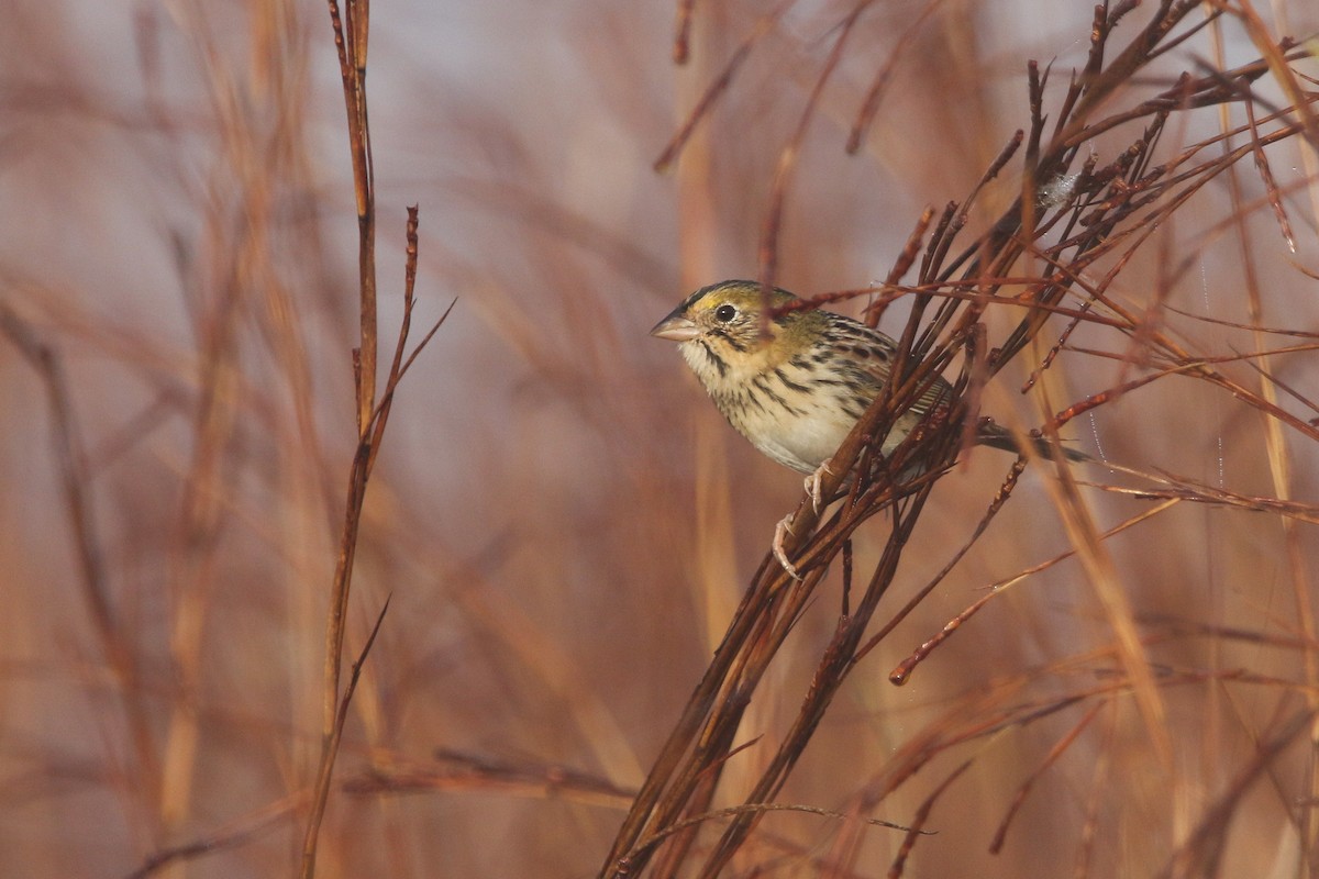Henslow's Sparrow - ML645888683