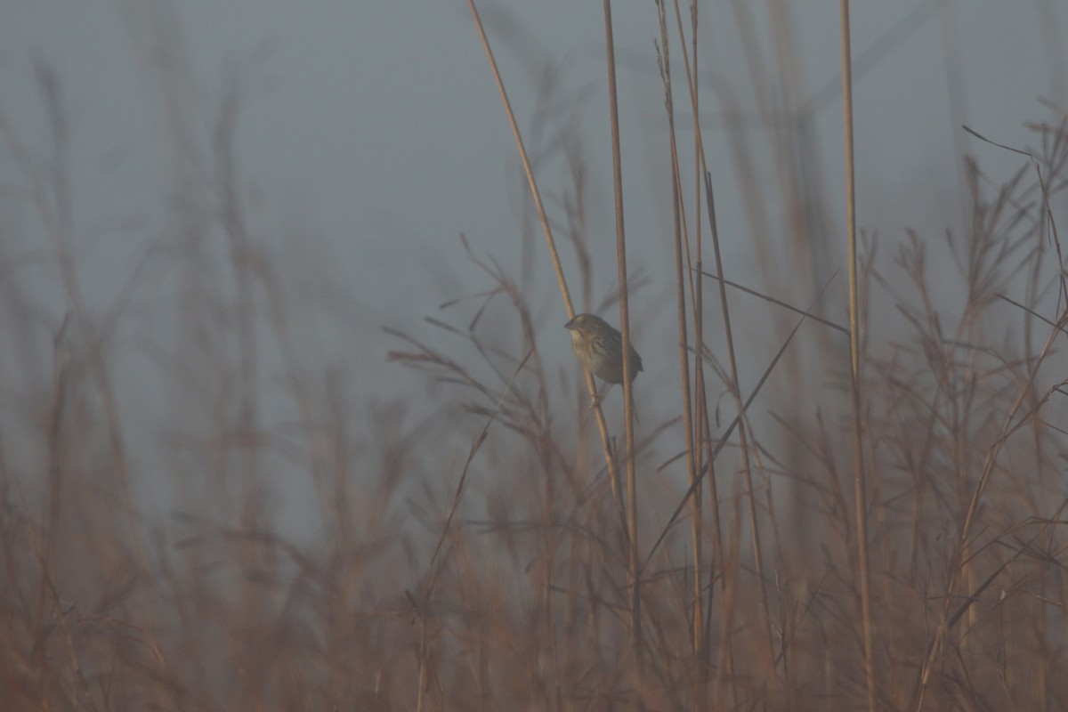 Henslow's Sparrow - ML645888684