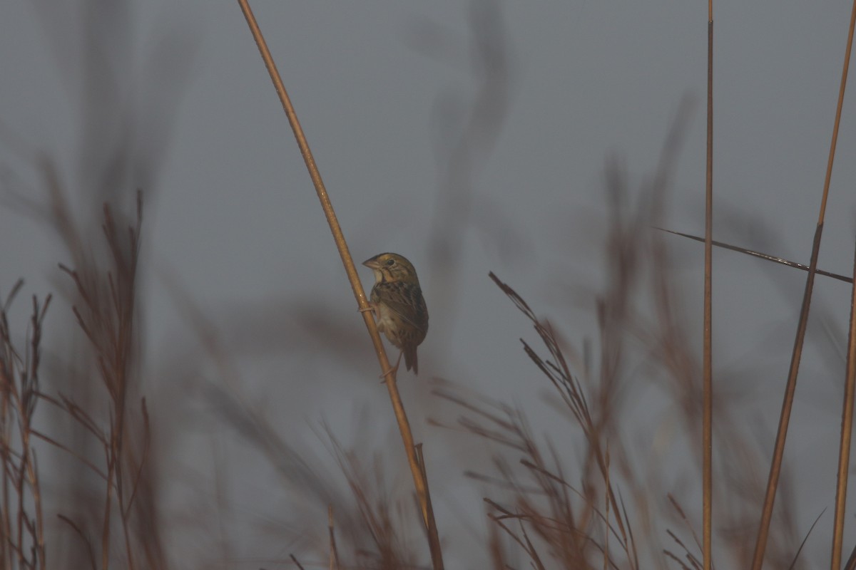 Henslow's Sparrow - ML645888685