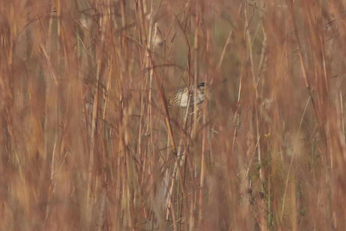 Henslow's Sparrow - ML645888686