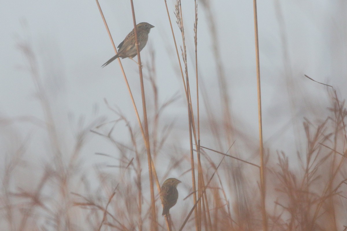 Henslow's Sparrow - ML645888687