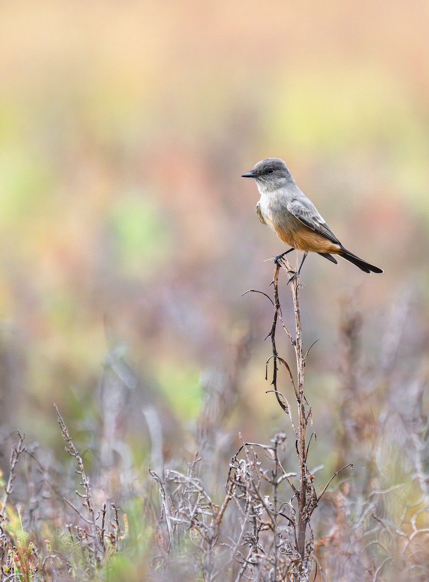 Mosquero Llanero - ML645888688