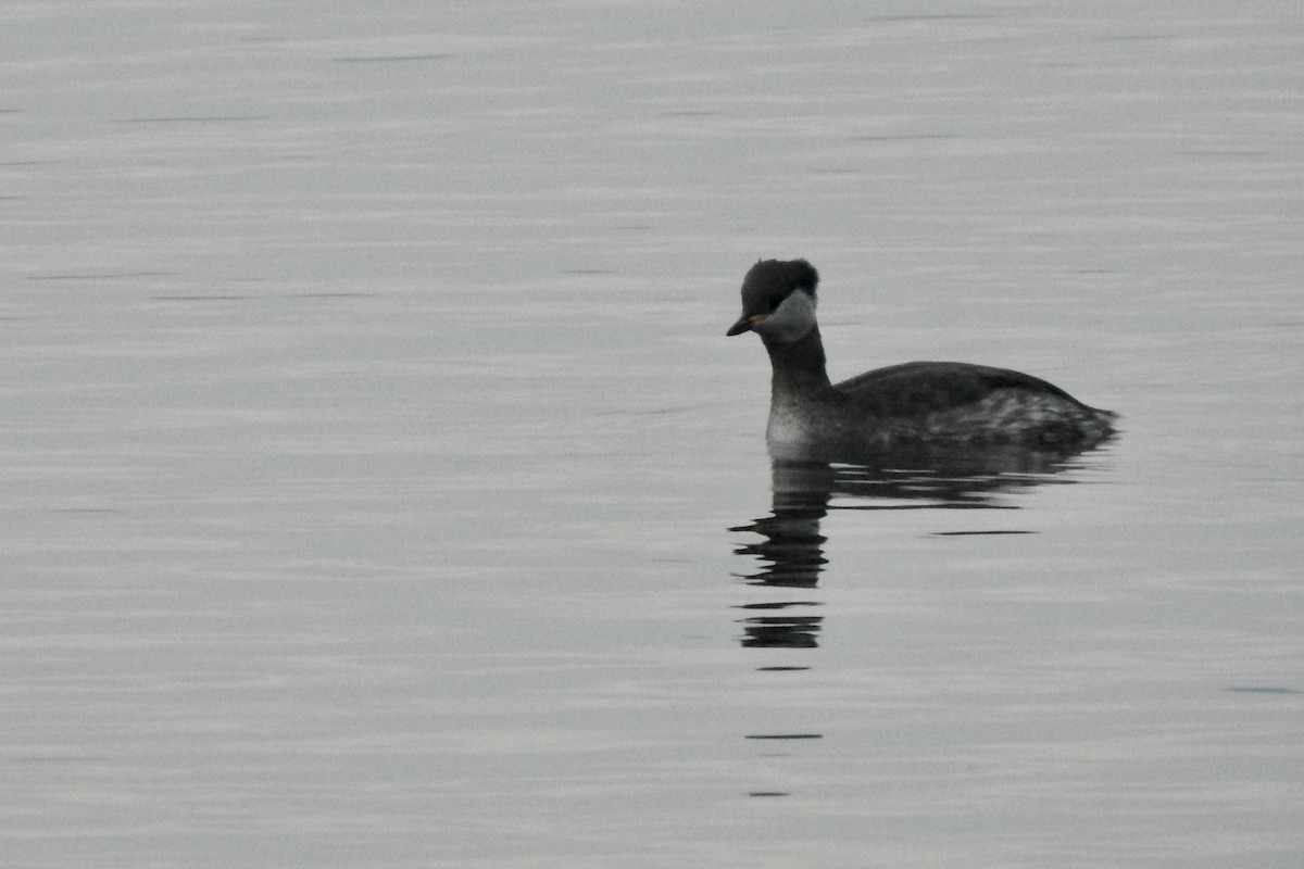 Somormujo Cuellirrojo - ML645888690