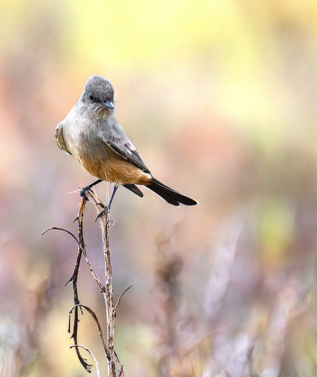 Mosquero Llanero - ML645888692