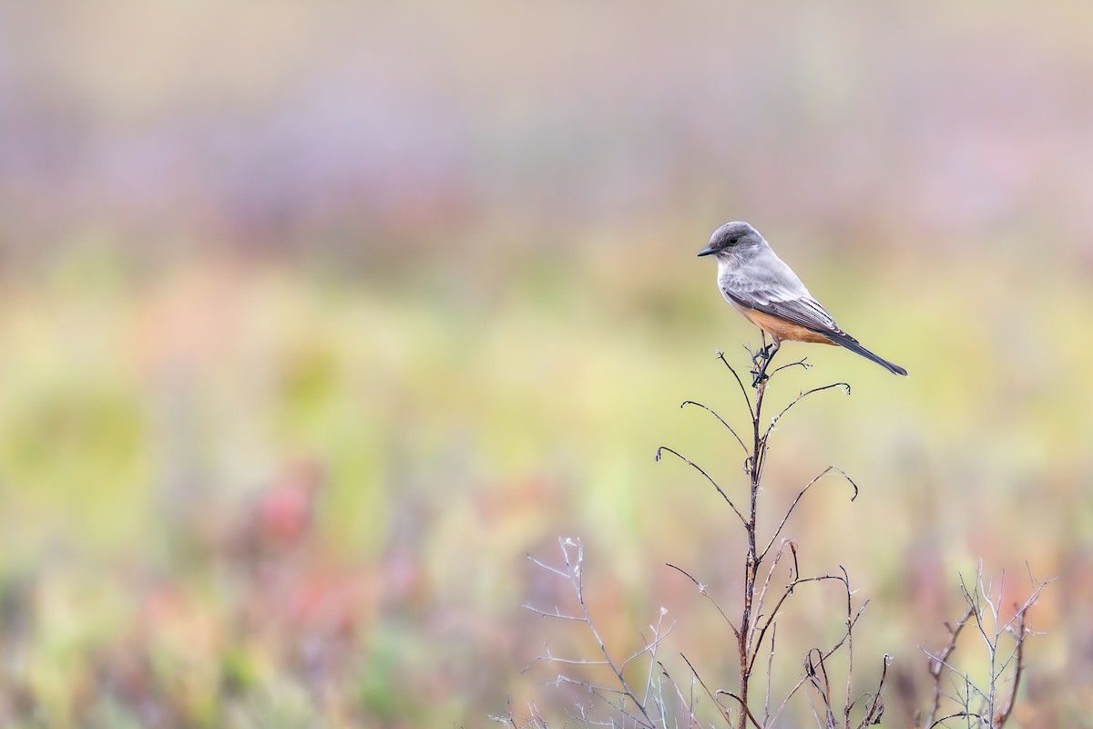 Mosquero Llanero - ML645888693