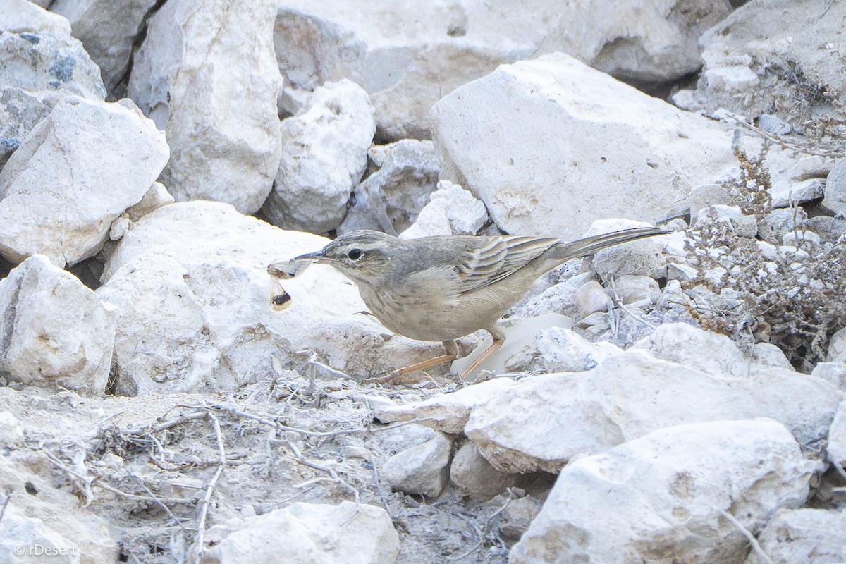 Long-billed Pipit - ML645888696