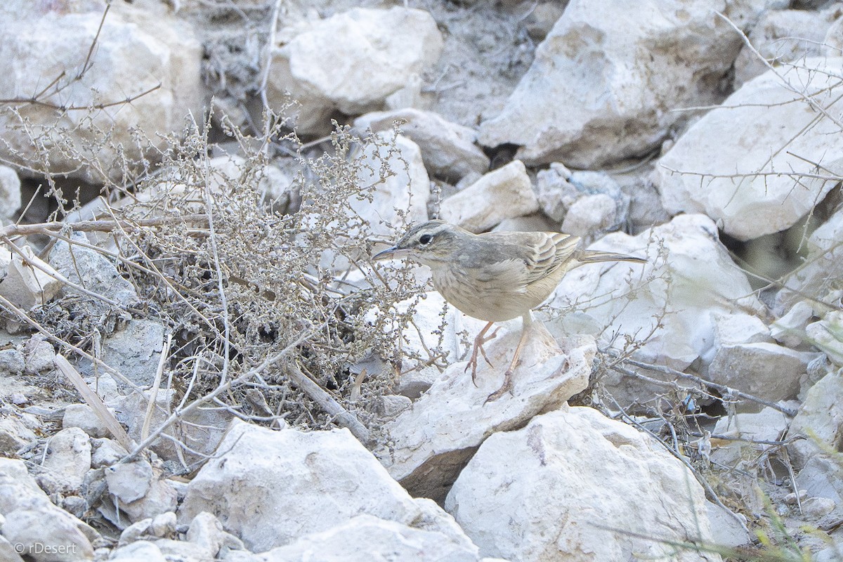 Long-billed Pipit - ML645888697