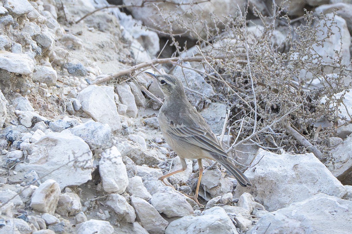 Long-billed Pipit - ML645888698