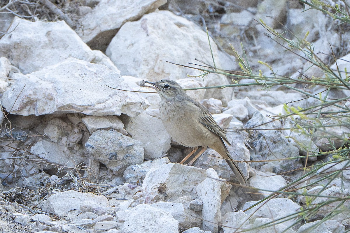 Long-billed Pipit - ML645888699