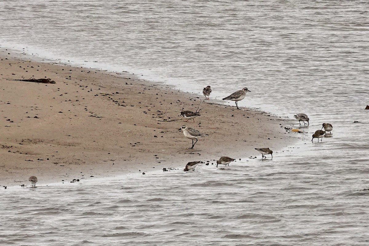 Red Knot - ML645888700