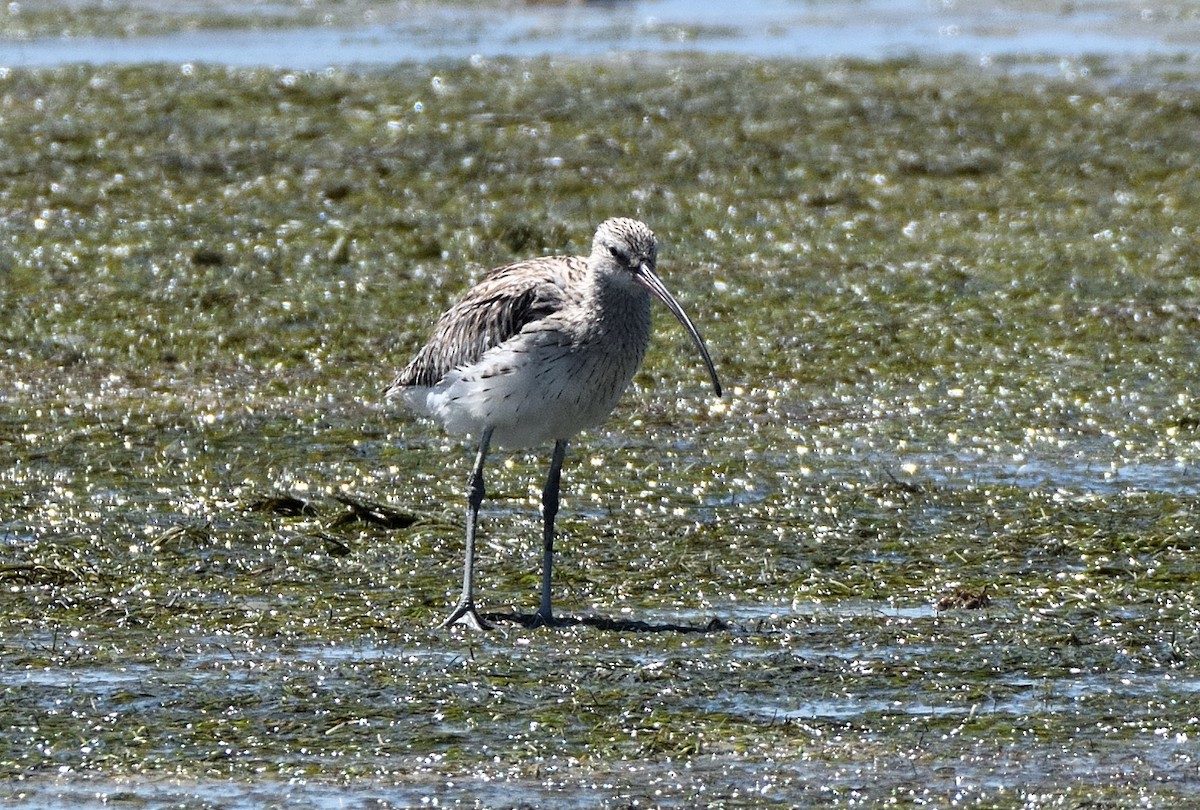 Eurasian Curlew - ML645888701