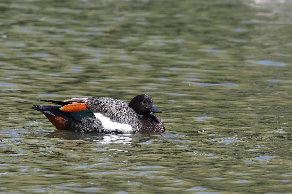 Yeni Zelanda Angıtı - ML645888709