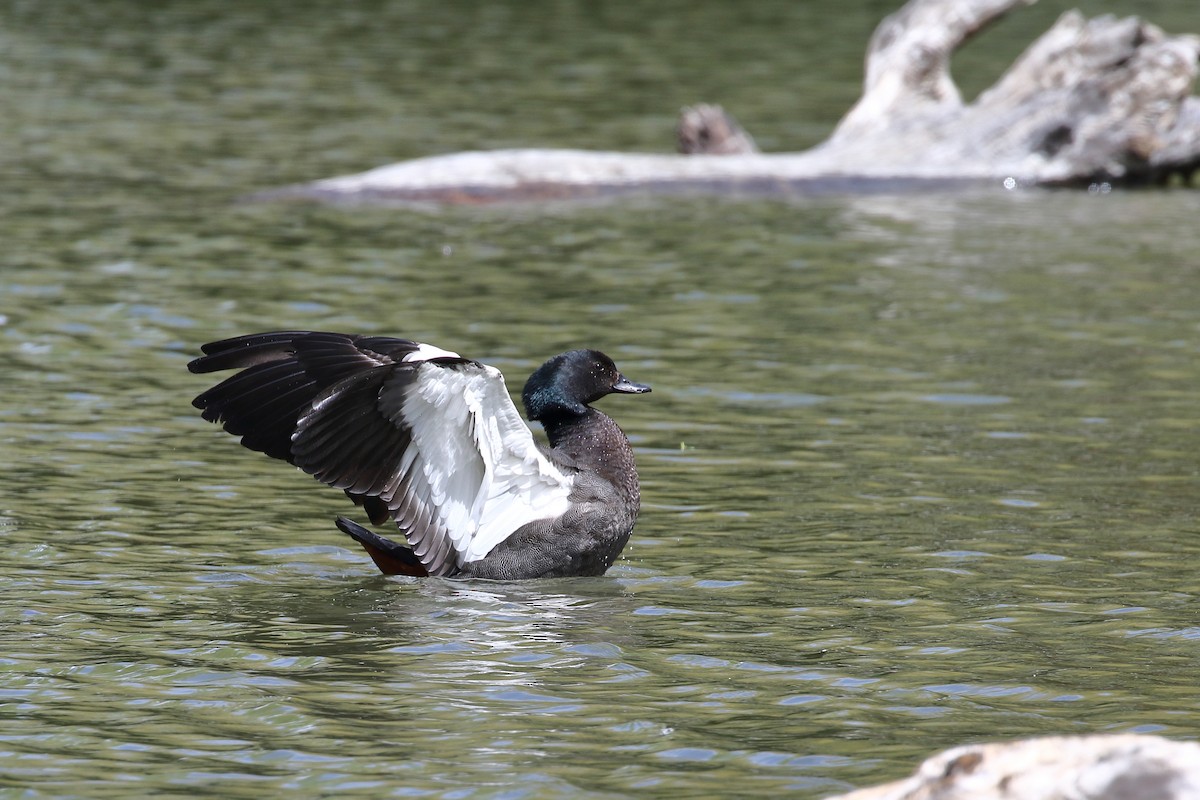 Yeni Zelanda Angıtı - ML645888710