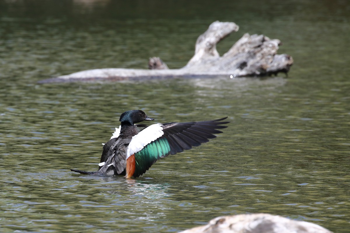 Yeni Zelanda Angıtı - ML645888711