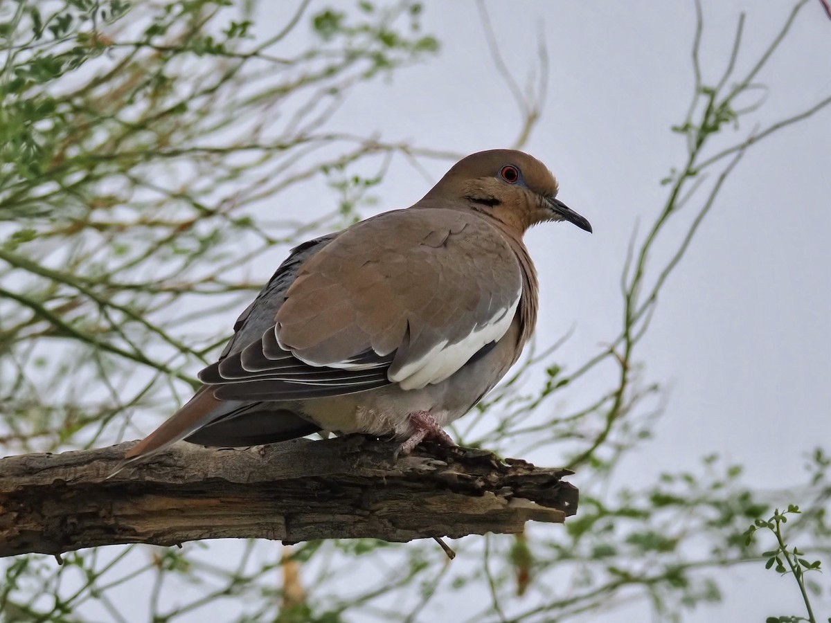 Zenaida Aliblanca - ML645888714