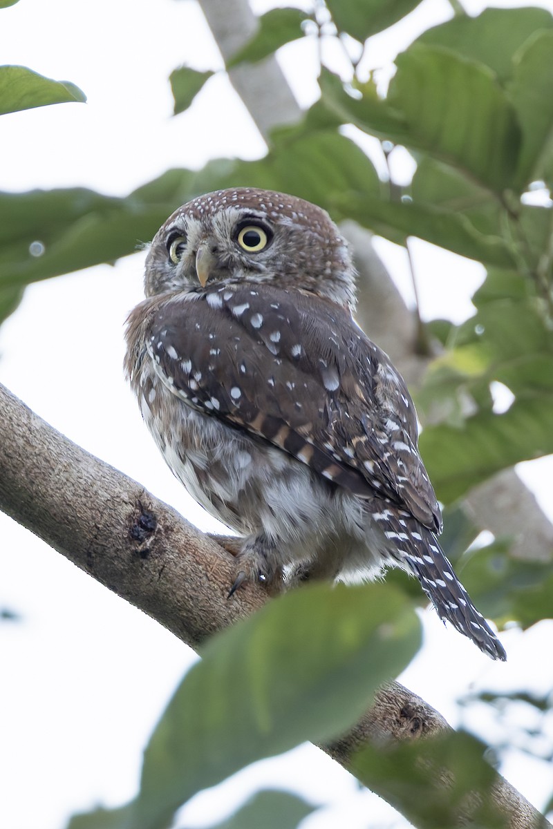 Pearl-spotted Owlet - ML645888722